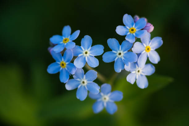 istock blue flowers forget-me-not 1320451254