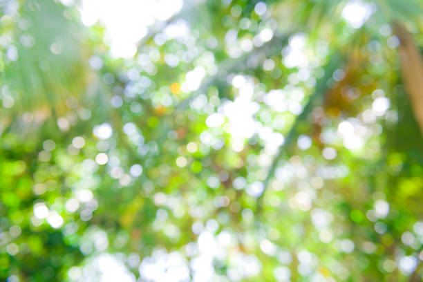 istock Blur palm foliage trees on sunny sky abstract tropical background 1320453080