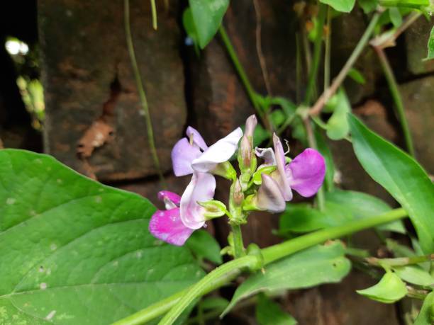 Lablab purpureus flowers. Lablab purpureus flowers. It is a species of bean in the family Fabaceae. Its other names include lablab, bonavist bean pea, dolichos bean, seim , lablab , Egyptian kidney , Indian bean. hyacinth red stock pictures, royalty-free photos & images
