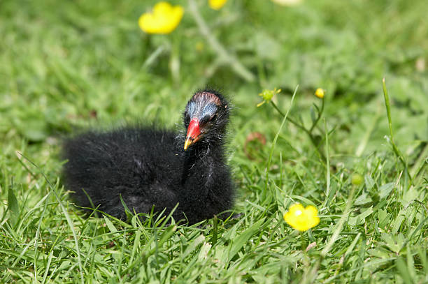Moorhen chick on grass Moorhen chick on grass moorhen bird water bird black stock pictures, royalty-free photos & images