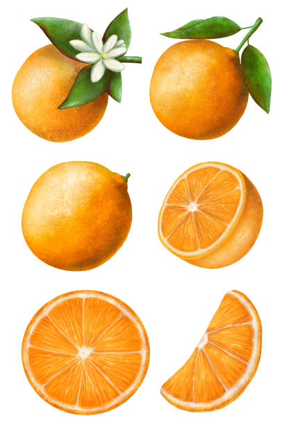 bildbanksillustrationer, clip art samt tecknat material och ikoner med uppsättning apelsiner, isolerade på vit bakgrund, stockillustration för design och inredning, tryck, clipart, klistermärke - orange illustrationer