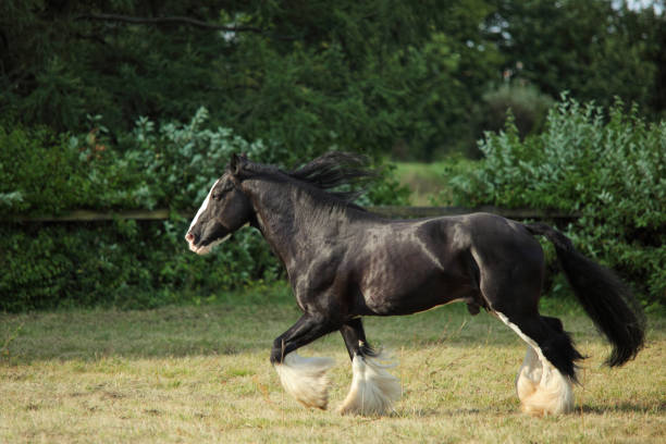 istock Shire horse. Black stallion galloping on a summer farm 1320457200