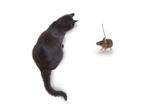 gray cat and mouse side by side, looking at each other