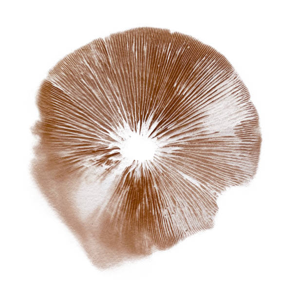 코르티나리우스 버섯 포자 프린트 - 끈적버섯과 일러스트 stock illustrations