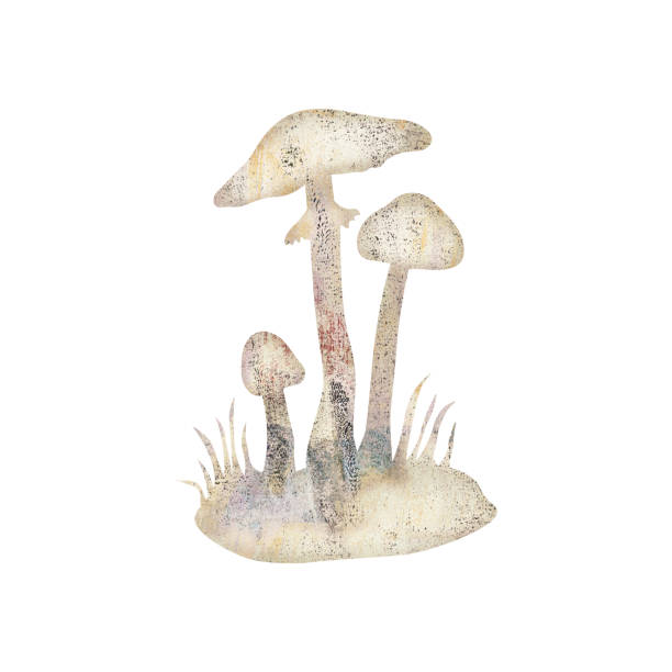 치명적인 유독한 아마니타 비로사 버섯의 그림, 또한 파괴 천사로 알려진 - 독우산광대버섯 stock illustrations