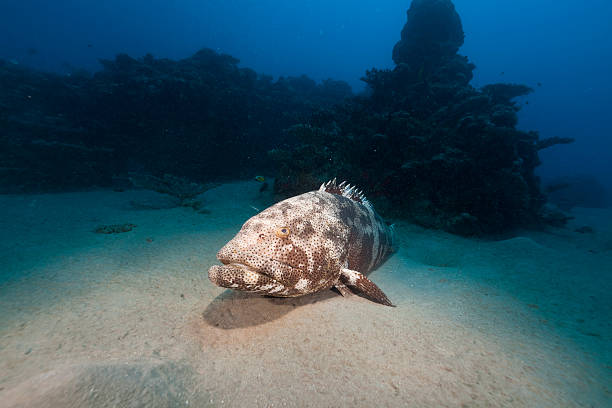istock Malabar grouper in the Red Sea. 132046006