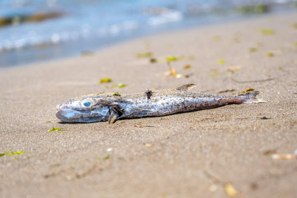 A dead blowfish on the beach about 15 cm Blowfish, which adversely affects the fish population in the Mediterranean balloonfish stock pictures, royalty-free photos & images
