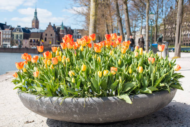 istock flowerbed of colorful tulips 1320461084