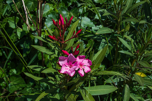 Nerium oleander, commonly known as oleander or nerium, is a shrub or small tree cultivated worldwide in temperate and subtropical areas as an ornamental and landscaping plant. Selective Focus Flower