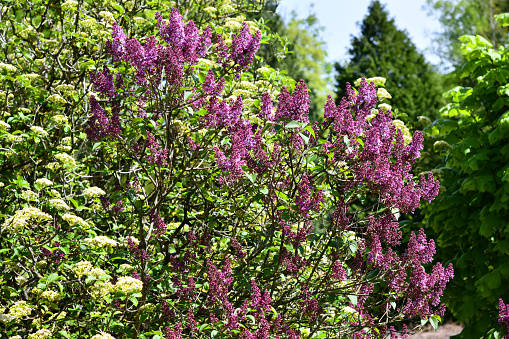 fragrant lilac tree mim month of May