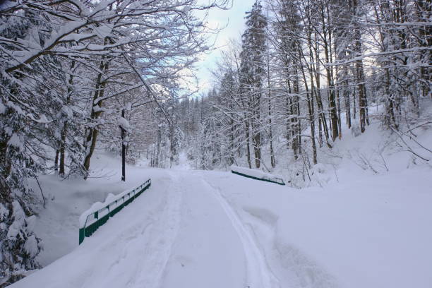 Snowfall in Poland. Snow-covered road in the forest. Winter in Poland. Snowfall in Poland. Snow-covered road in the forest. Winter in Poland. beskid mountains photos stock pictures, royalty-free photos & images