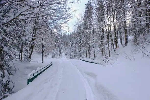 Photo of Snowfall in Poland. Snow-covered road in the forest. Winter in Poland.