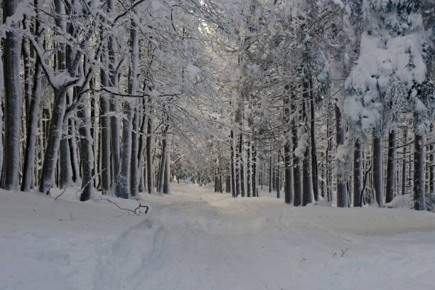 istock A forest after a snowstorm. Trees in the forest covered with snow. Winter forest. 1320463510