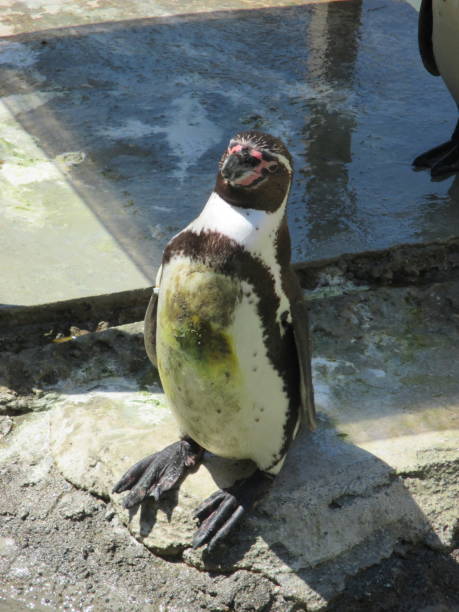istock Humboldt penguins walking toddlers in cute figures 1320465137