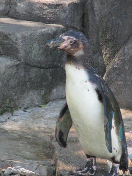istock Humboldt penguins walking toddlers in cute figures 1320465149