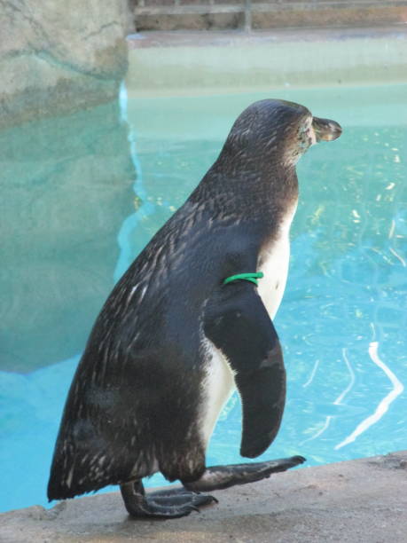 istock Humboldt penguins walking toddlers in cute figures 1320465154