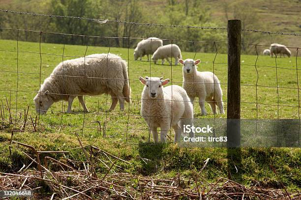 Cordeiros Da Primavera - Fotografias de stock e mais imagens de Agricultura - Agricultura, Animal, Ao Ar Livre