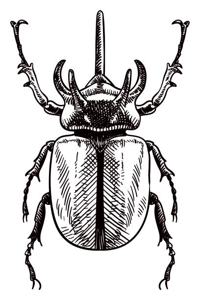 Vector drawing of rhinoceros beetle Old style illustration of rhinoceros beetle scarab beetle stock illustrations