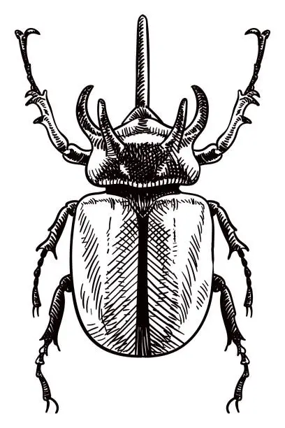 Vector illustration of Vector drawing of rhinoceros beetle