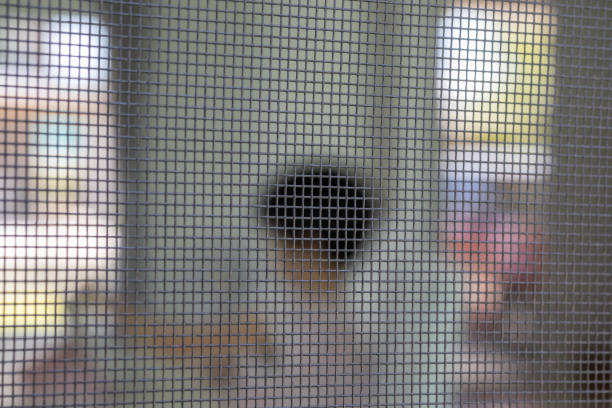 little kid playing inside the house under mosquito net - netting child mosquito netting window imagens e fotografias de stock