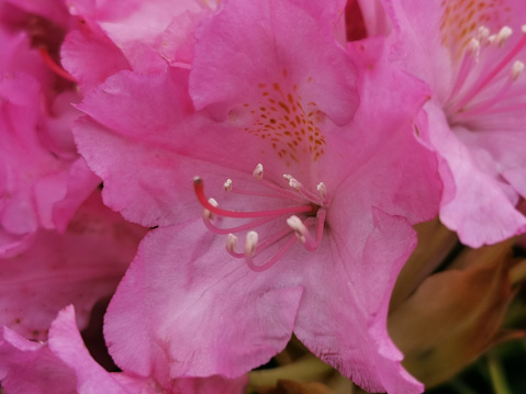 Pink rhododendron with pearl stamens in the Botanical Garden of St. Petersburg