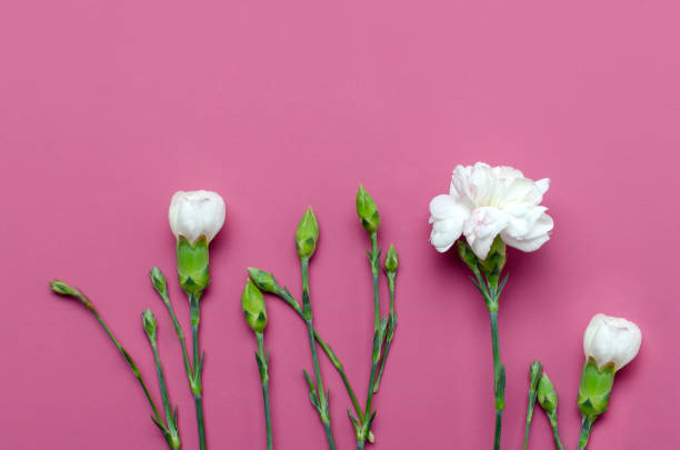 istock Border made of white flowers carnation on the dark pink surface.Empty space 1320468379
