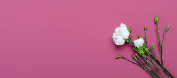 istock Beautiful soft white carnations on the dark pink background.Empty space 1320468380