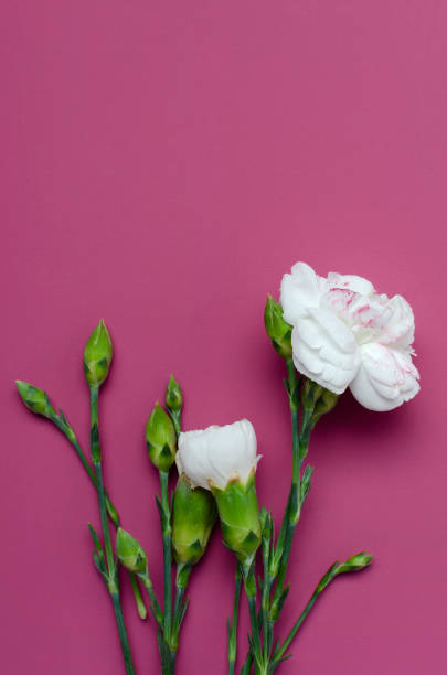 istock Vertical image of white carnations and buds of it on the pink surface.Empty space 1320468382
