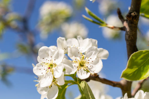 istock White apple flowers on a beautiful sunny day 1320470567