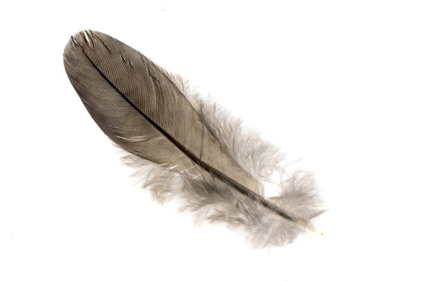 istock a pigeon feather on a white isolated background 1320470584