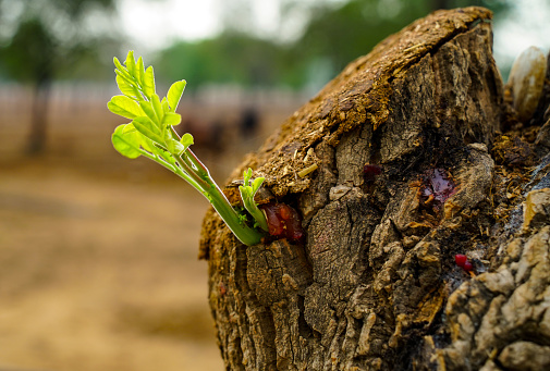 New growing leaves on a tree bark. Sprout growing from tree branch in the day light