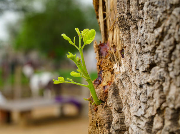 istock Young plant or sprout or seedling growing on old drumstick tree bark with blurry background. 1320470752