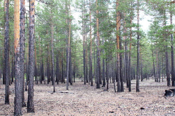 istock Pine wood forest edge evergreen coniferous woodland 1320471614