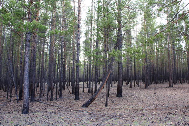 istock Pine wood forest edge evergreen coniferous woodland 1320471616