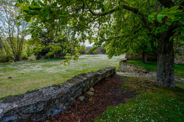 istock landscape under the chestnut trees in spring, meadow with white flowers in the background 1320471619