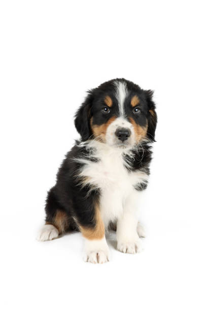 istock puppy dog isolated on white 1320475347