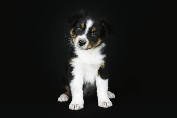 istock puppy dog isolated on black 1320475357