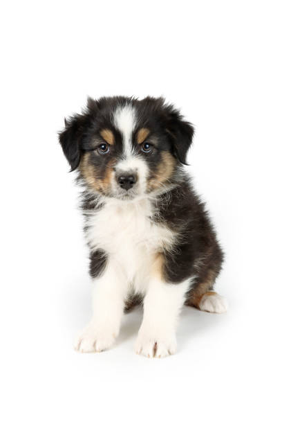 istock puppy dog isolated on white 1320475373