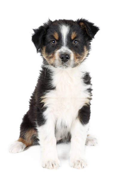 istock puppy dog isolated on white 1320475385