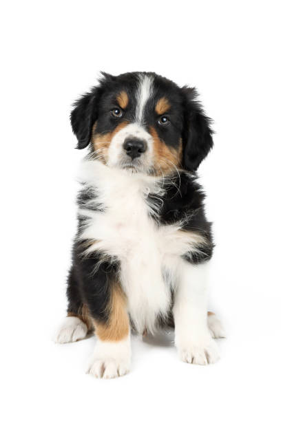 istock puppy dog isolated on white 1320475396