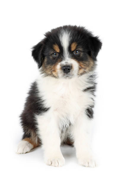 istock puppy dog isolated on white 1320475421