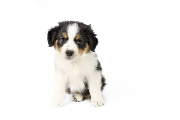 istock puppy dog isolated on white 1320475507