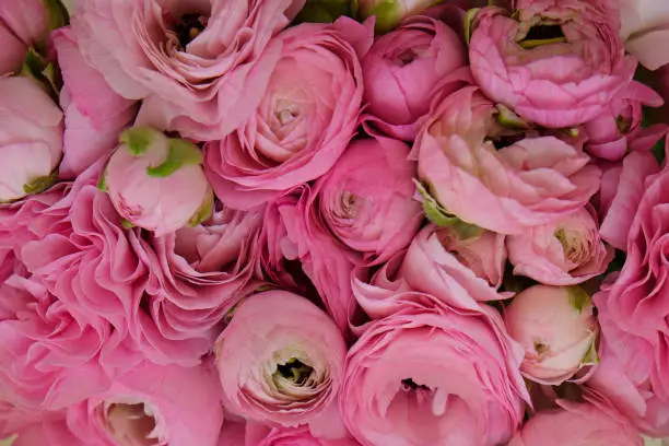 Macro shot of beautiful tender pink ranunculus bouquet. Visible petal structure. Bright patterns of flower buds. Top view, close up, background, selective focus, copy space for text, cropped image.