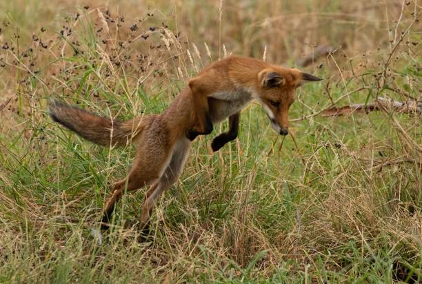 Fox Pouncing Front View 1,500+ Fox Jumping Stock Photos, Pictures & Royalty-Free Images - iStock