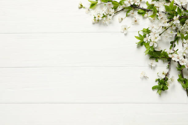 istock Cherry tree branches with beautiful blossoms on white wooden table, flat lay. Space for text 1320477120