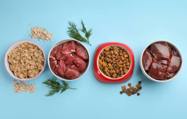 istock Pet food and natural ingredients on light blue background, flat lay 1320477328