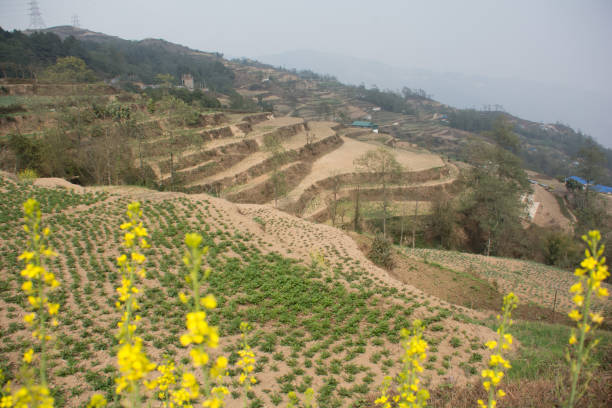 Water crisis on the cropland at Dhankuta, Nepal