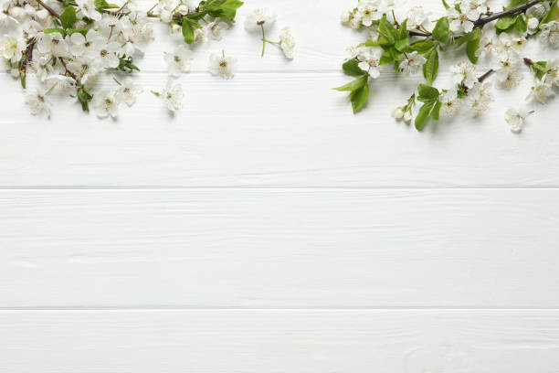 istock Cherry tree branches with beautiful blossoms on white wooden table, flat lay. Space for text 1320478123