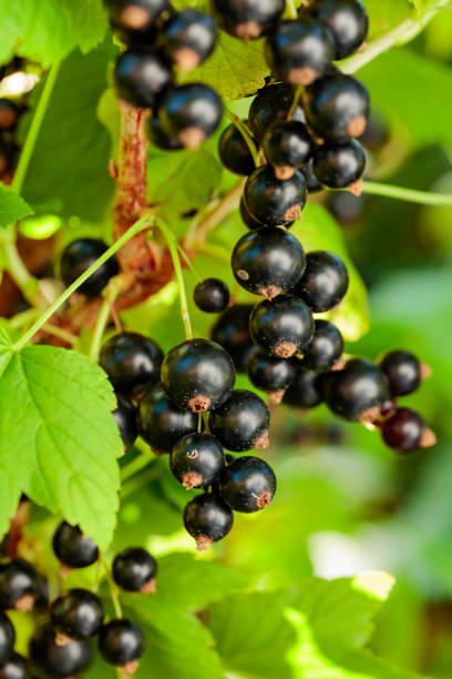 istock Black currant on a branch in the garden. 1320478241