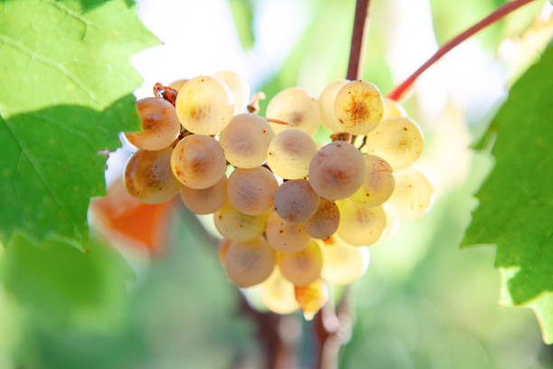 istock Sweet uncultivated grapes 1320478335